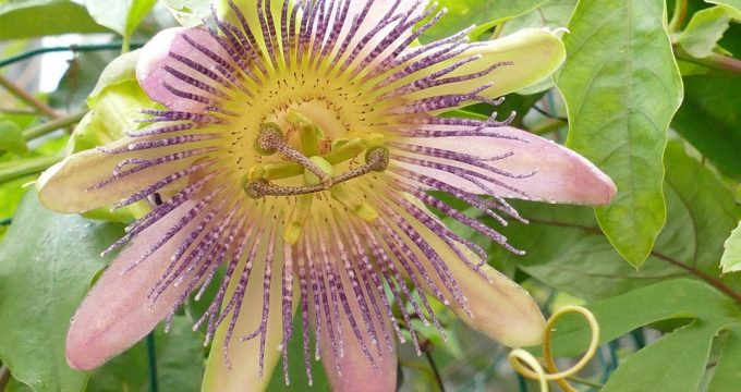 terrarium-creer-serre-tropicale