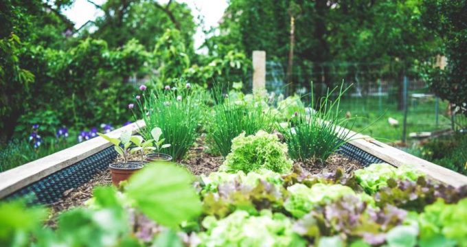 Carré potager avec ciboulette et salade