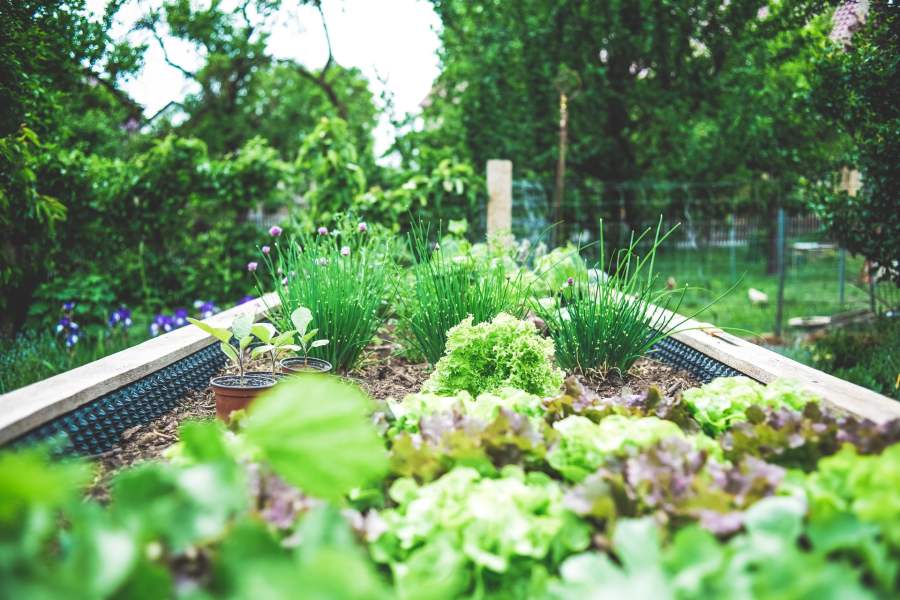 Carré potager avec ciboulette et salade