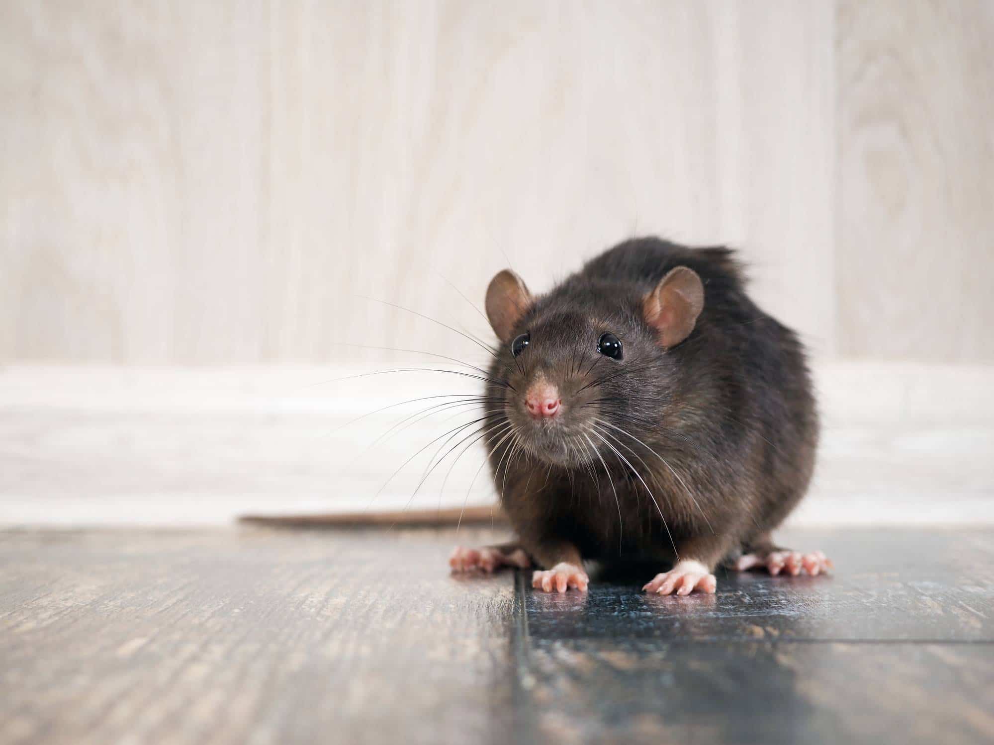 rats dans la maison