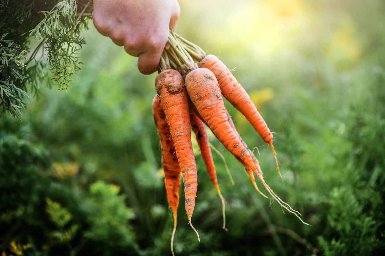 légumes culture potager débutant