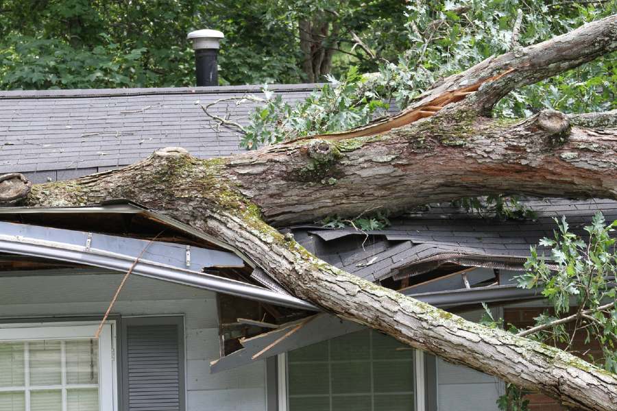 arbre tombé sur toit de maison