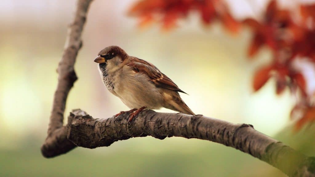 Eloignez les oiseaux de vos cultures grâce à un filet