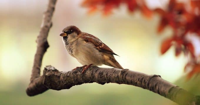 Eloignez les oiseaux de vos cultures grâce à un filet