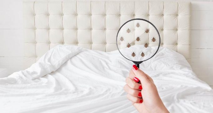 visuel detection punaises methodes