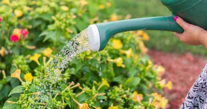 arrosoir jardin plante