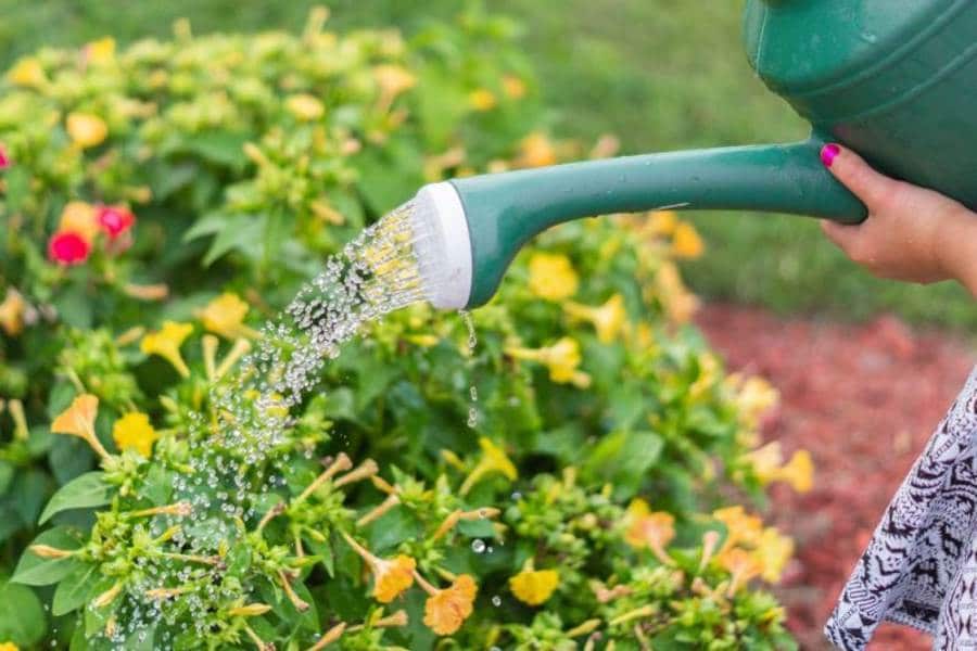 arrosoir jardin plante