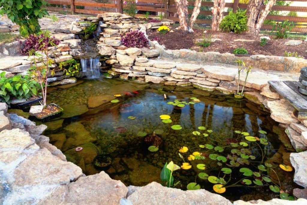 image 3 plantes pour votre bassin de jardin.jpg