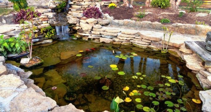 image 3 plantes pour votre bassin de jardin.jpg