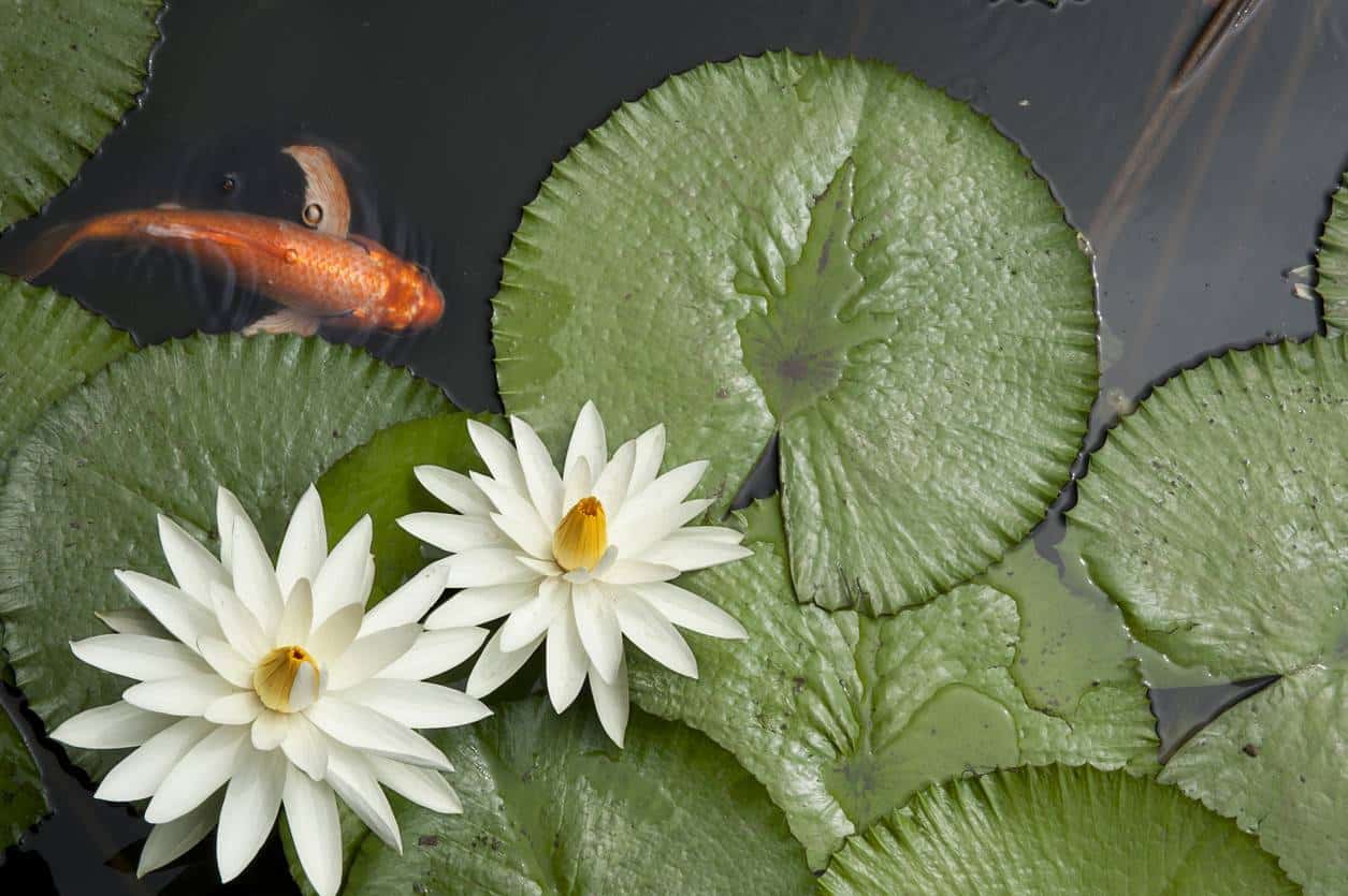 plantes bassin jardin