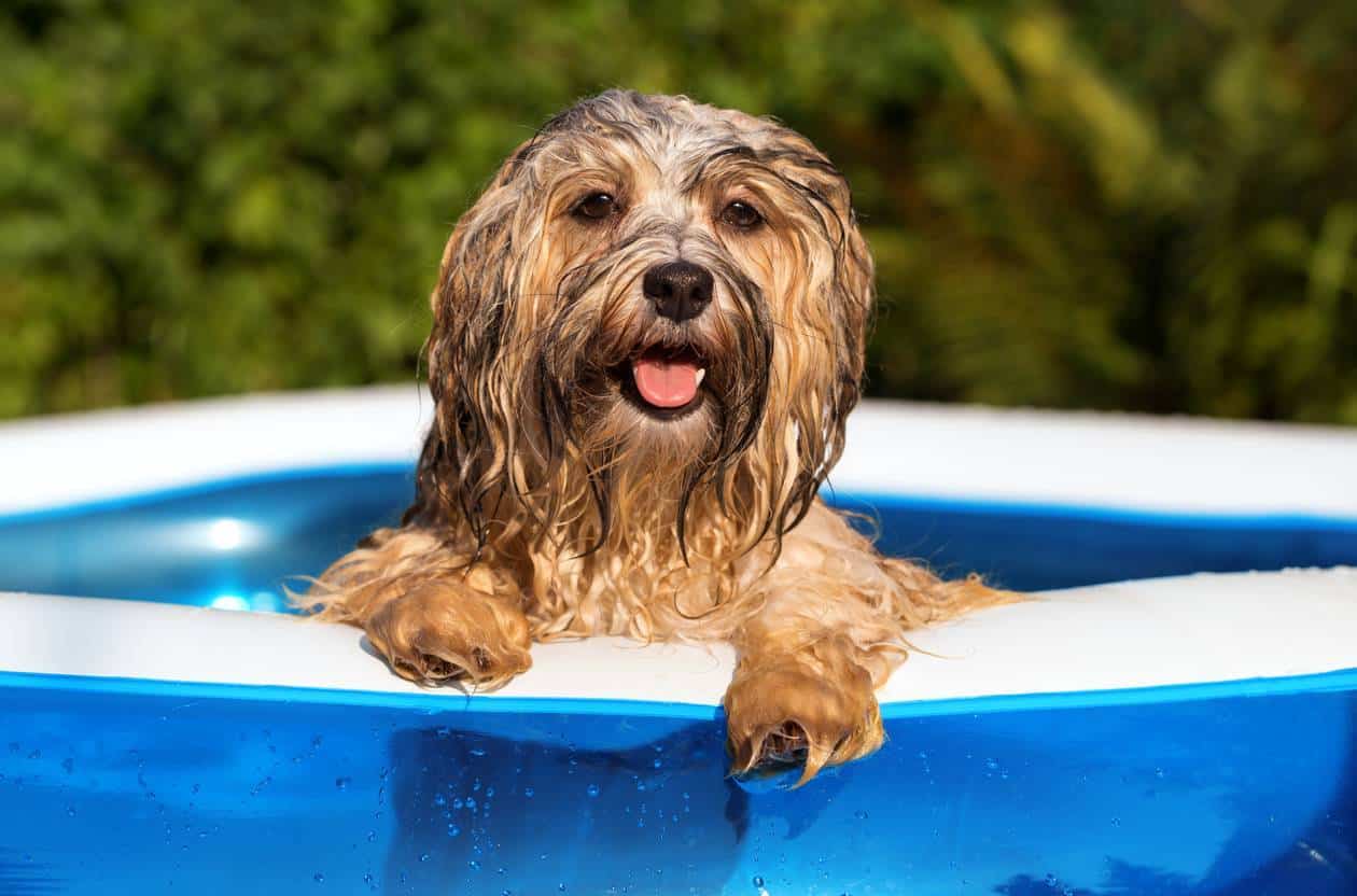 chien baignade piscine