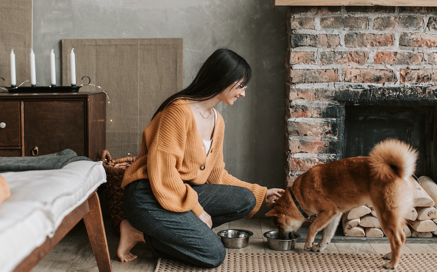 alimentation de qualite pour votre chien