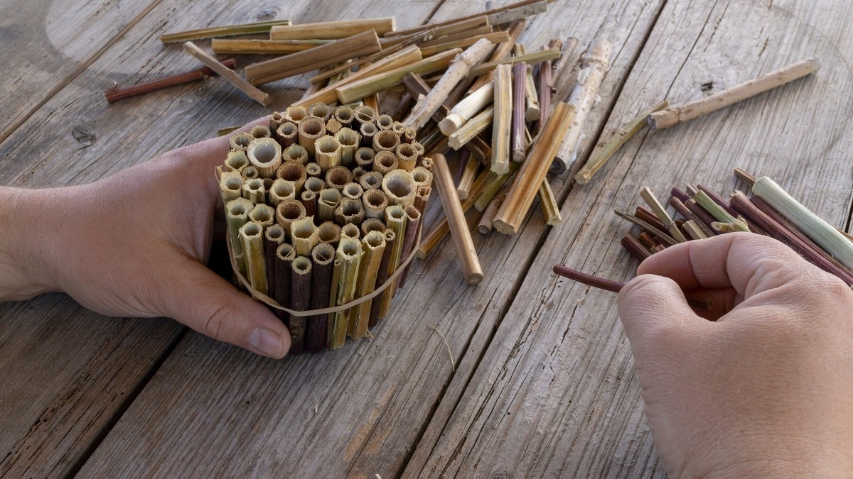 insectes-bois