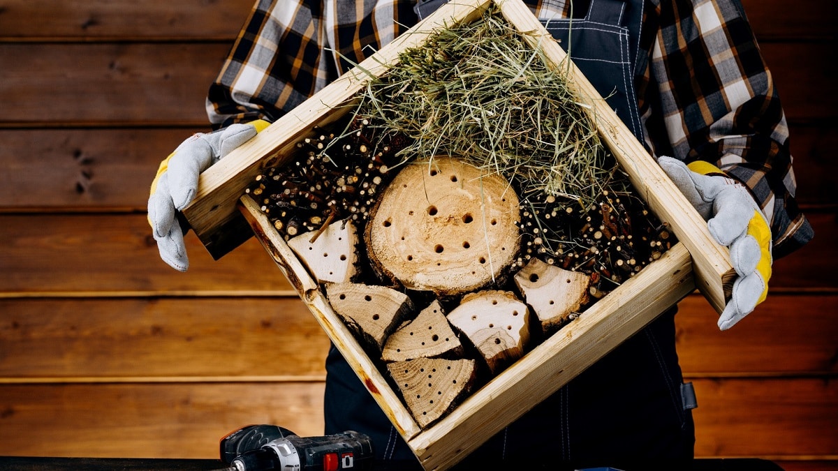 insectes-du-bois-prevention