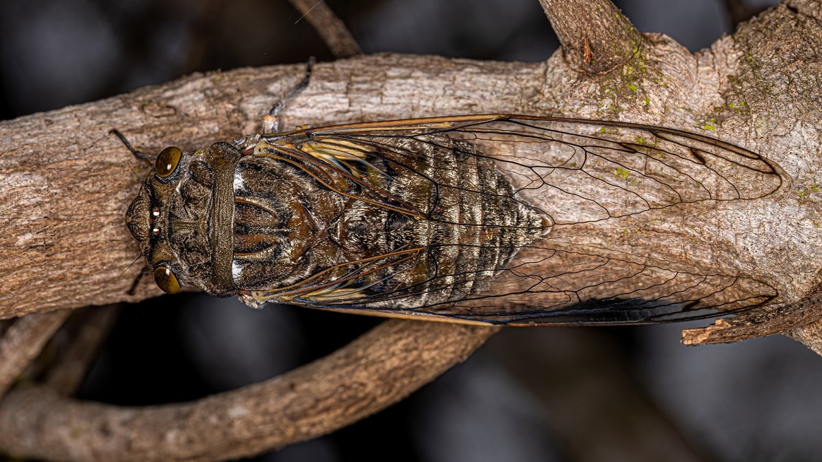 insectes-du-bois