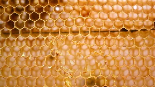 cires abeille gaufrees vie