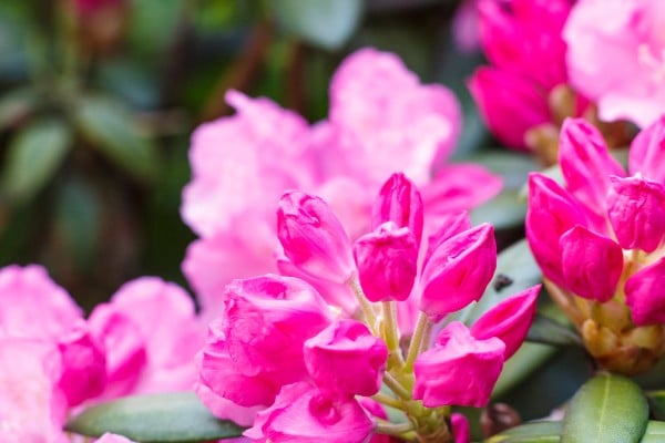 azalée fuschia