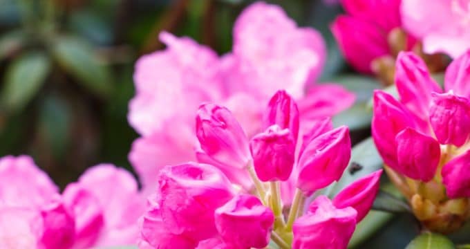 azalée rose
