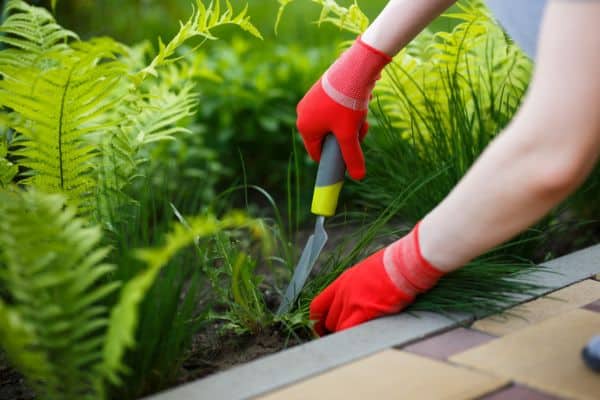 jardin luxuriant elagage