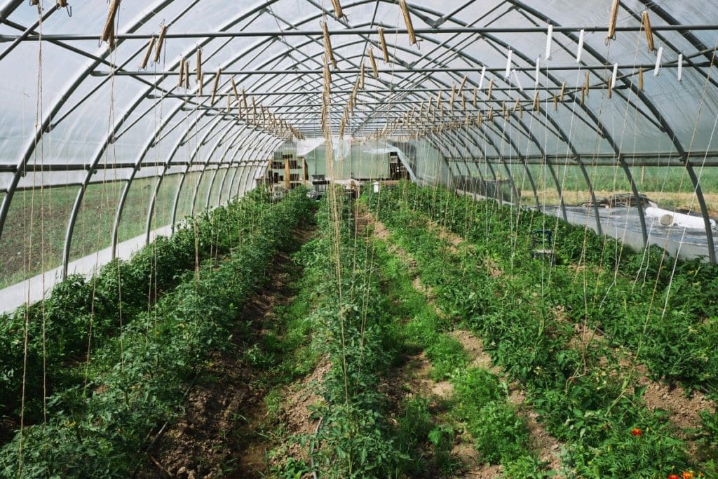 plantes dans une serre