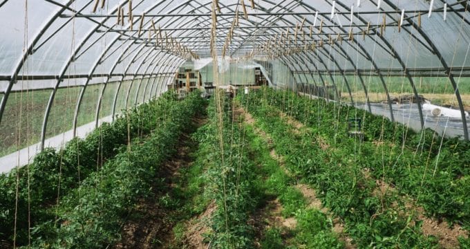 plantes dans une serre