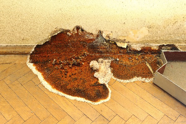 corps fructifiant de pourriture seche poussant sur parquet