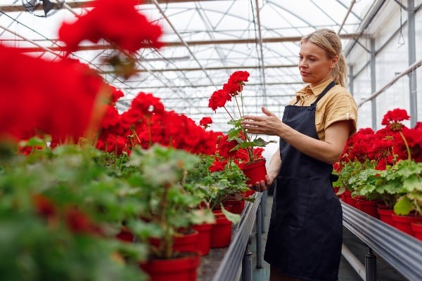 fleuriste feminine soccupant de plants de geranium