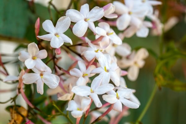 fleurs de jasmin dans le jardin