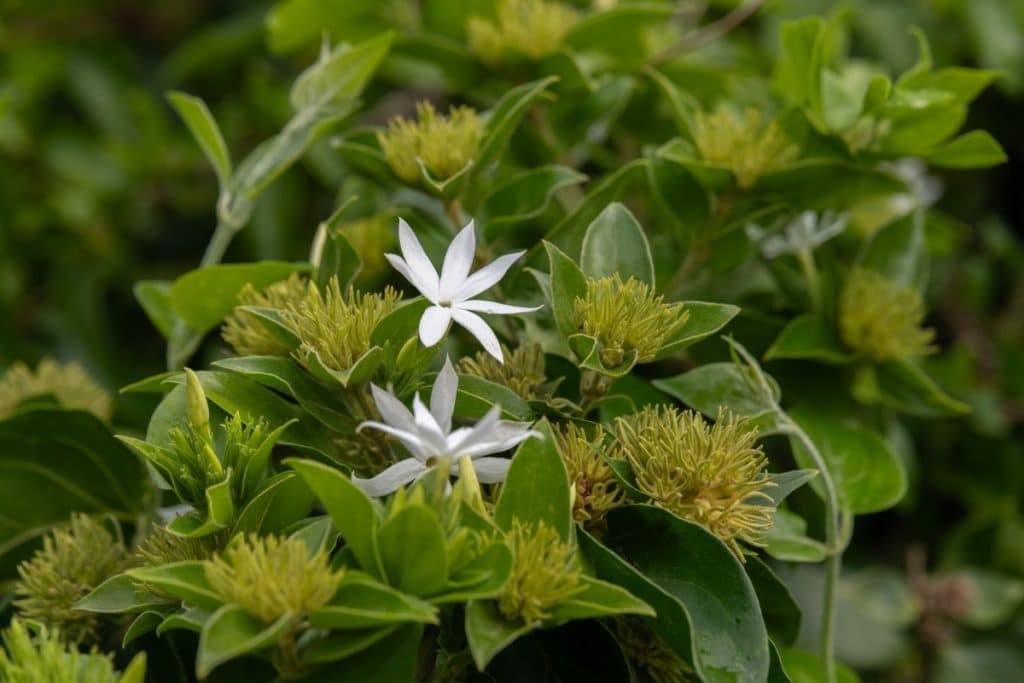 gros plan sur la fleur blanche aromatique du jasmin étoilé