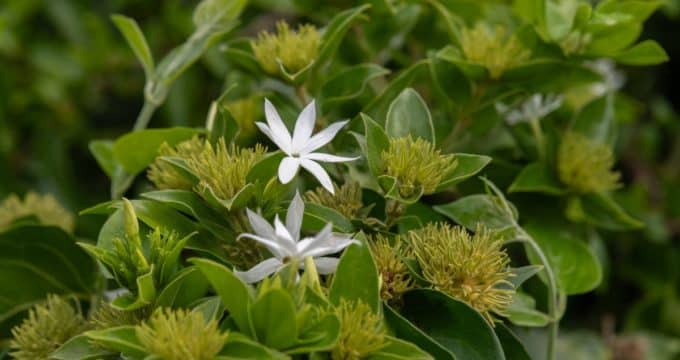 gros plan sur la fleur blanche aromatique du jasmin étoilé