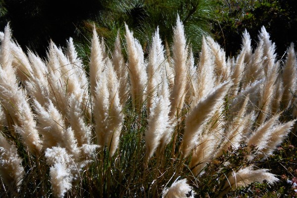 herbe de la pampa