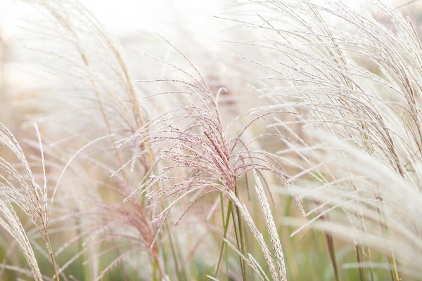 herbe de pampa dans lamenagement paysager