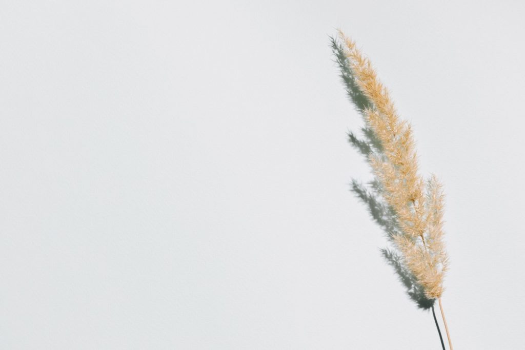 herbe de pampa sur fond bleu