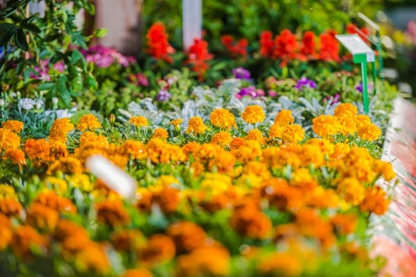 parterre de fleurs multicolore