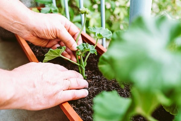 un jardinier a mains nues cultive un geranium