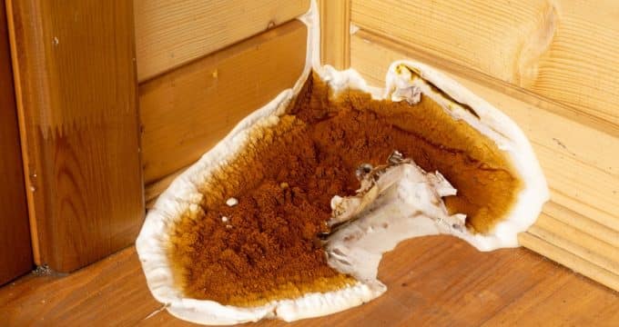 champignon en croissance