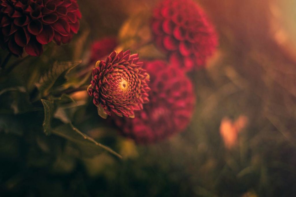 dahlias boutons