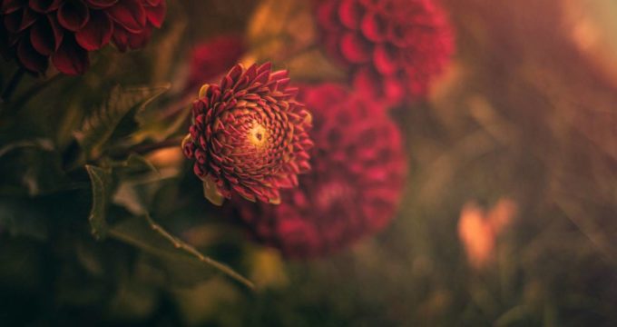 dahlias boutons