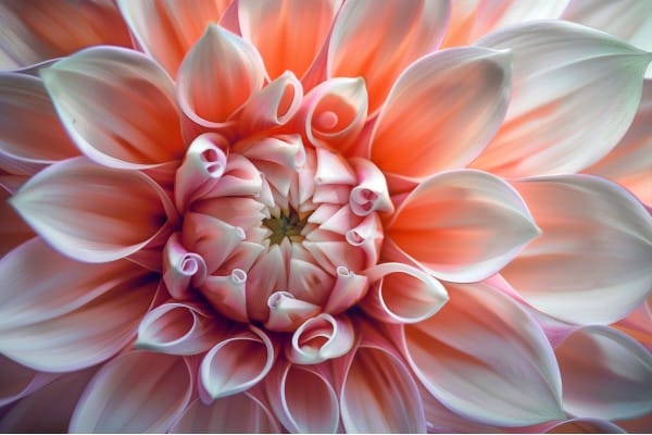 fleur de dalhia en gros plan