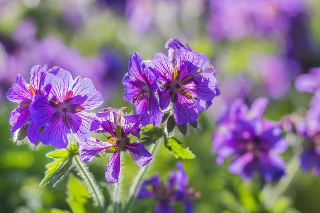 fleur de géranium