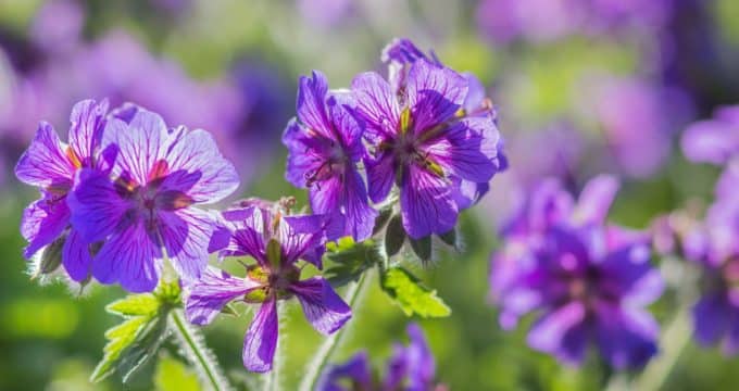 fleur de géranium