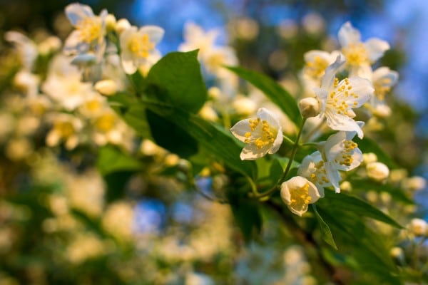 fleur de jasmin blanc