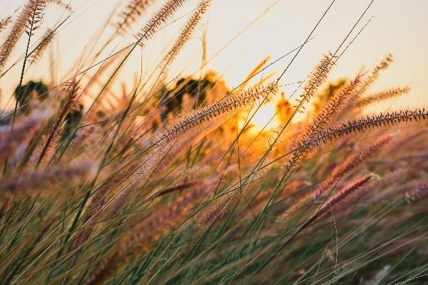 herbe ornementale