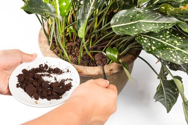 marc de cafe use sur une plante