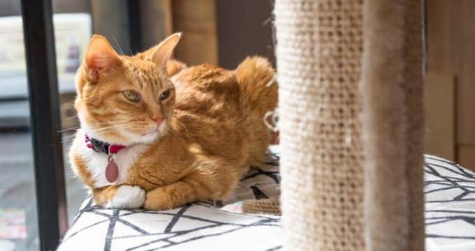 6146e61cd7bbb4a1f111e231f9bf0b63