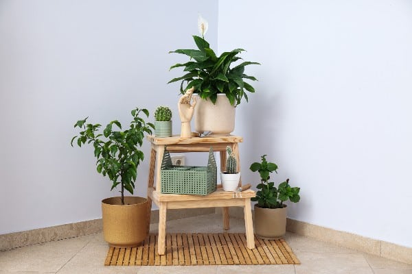des plantes dinterieur a la maison