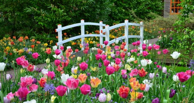 40552695 tulips and a bridge in keukenhof garden netherlands
