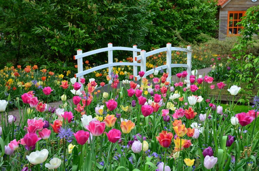 40552695 tulips and a bridge in keukenhof garden netherlands