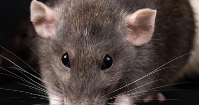 Dératisation sur Toulouse : pourquoi passer par les services de professionnels ?