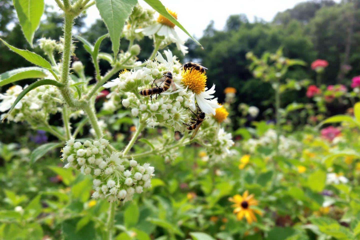 Deux abeilles collectant du pollen sur des fleurs blanches et jaunes